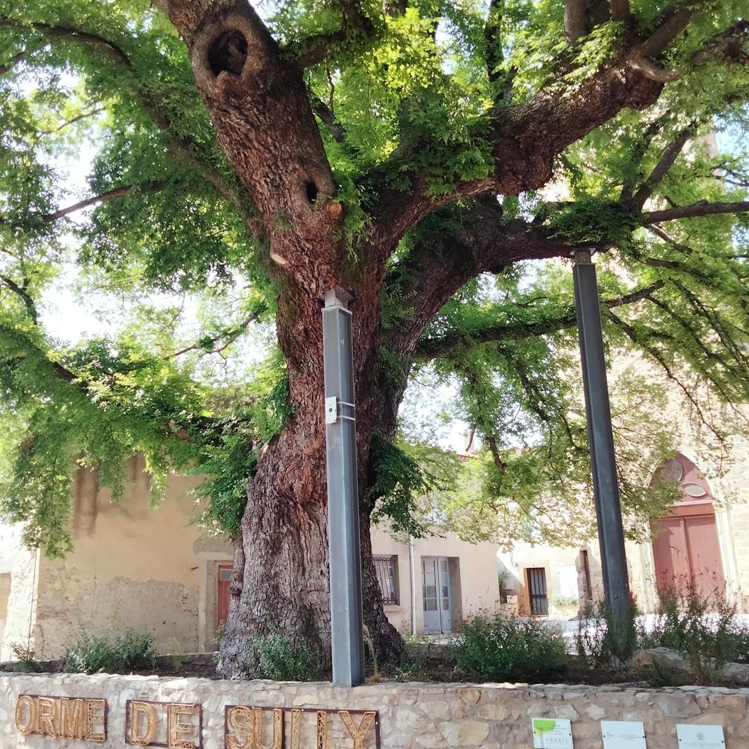 Ormeau de Sully - Arbre remarquable de France 2