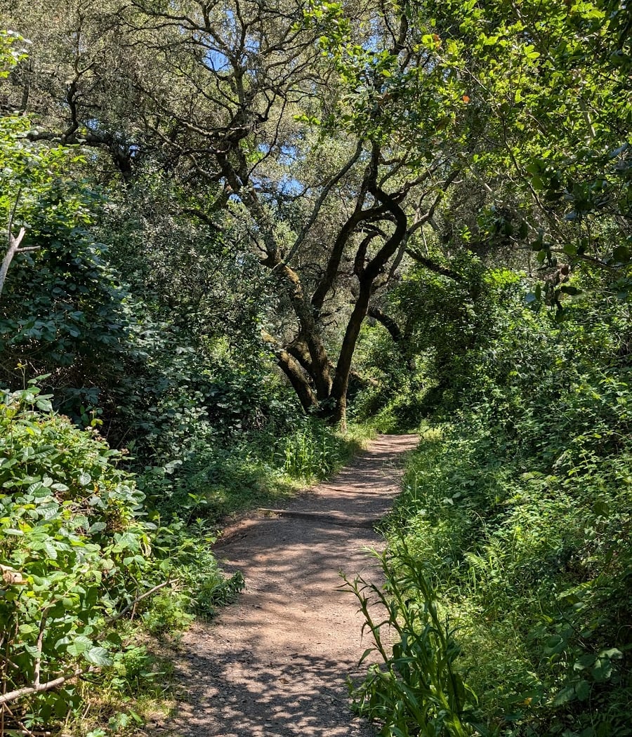 Shady Trail, Portola Valley, CA 1