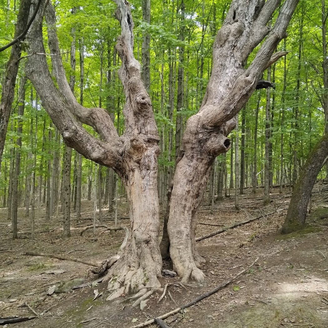 Mill Brook Preserve 3