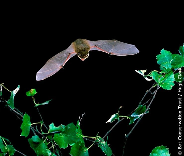Nature at Night: Bats! 1