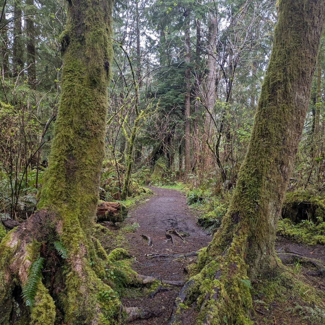 Cathedral Tree Trail 3