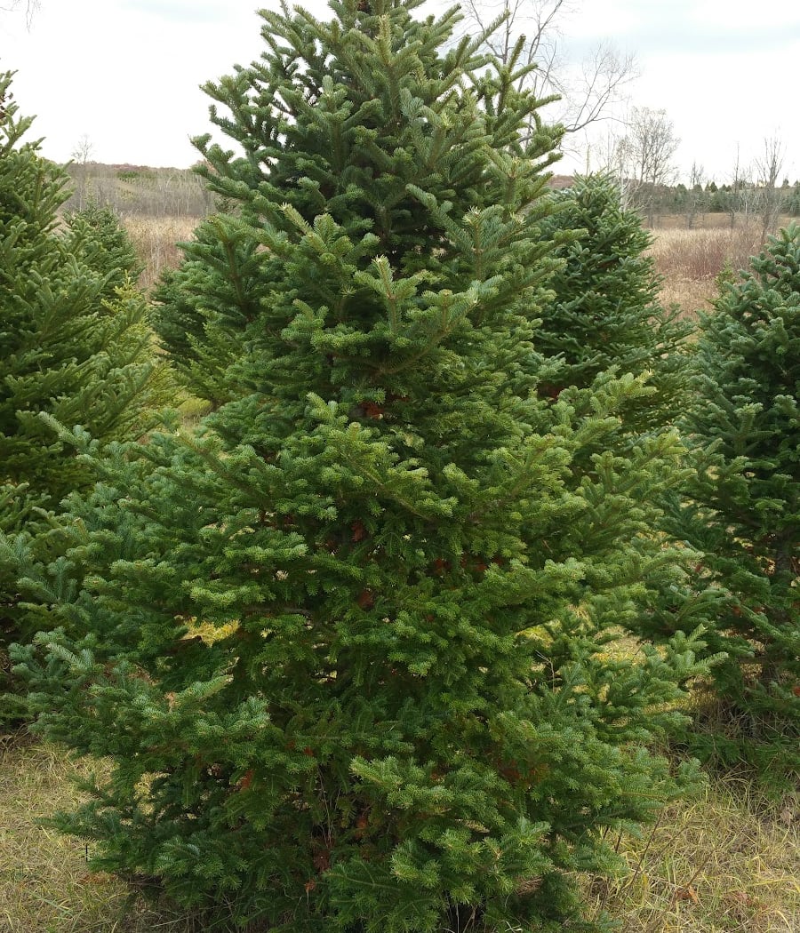 Arend tree farm 2
