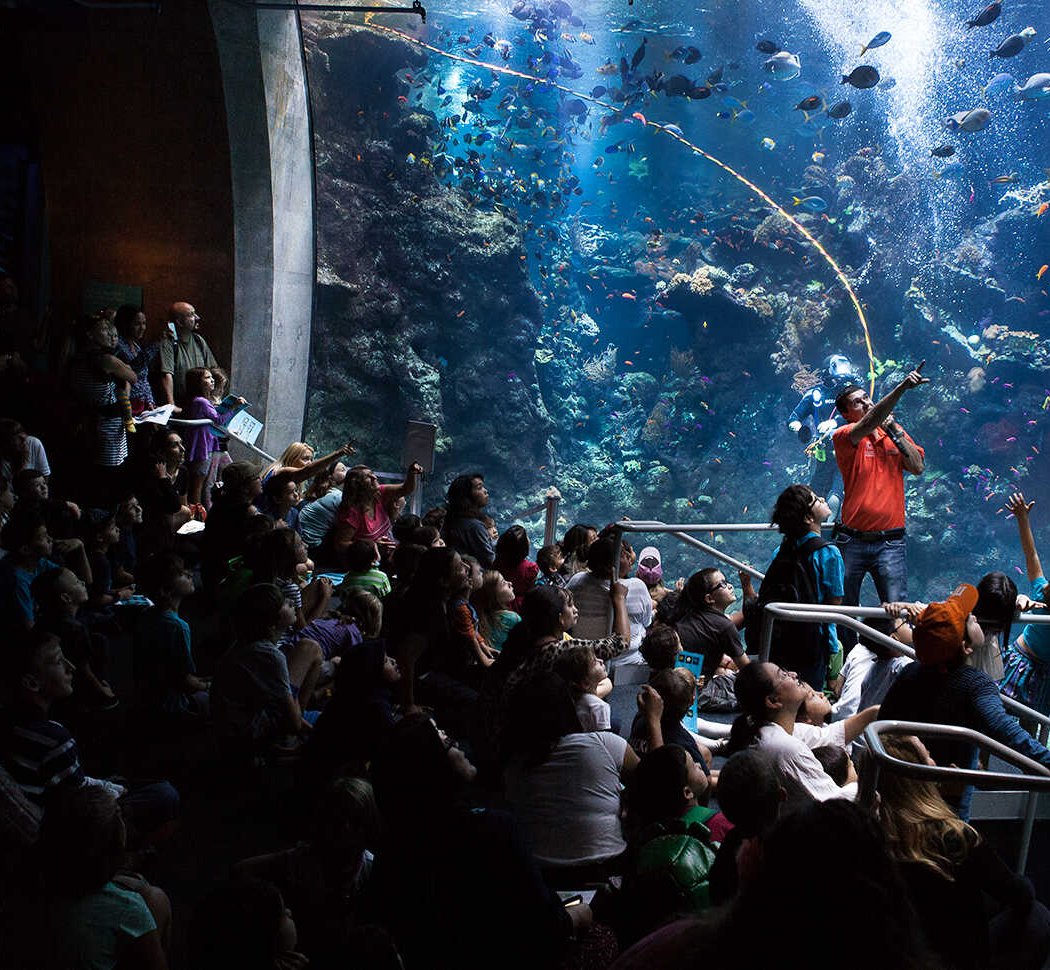 Philippine Coral Reef 3