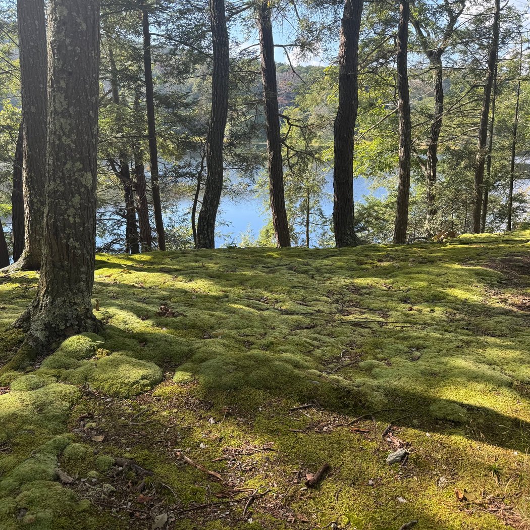 Garden Wellness: Forest Bathing with Fru Molnar