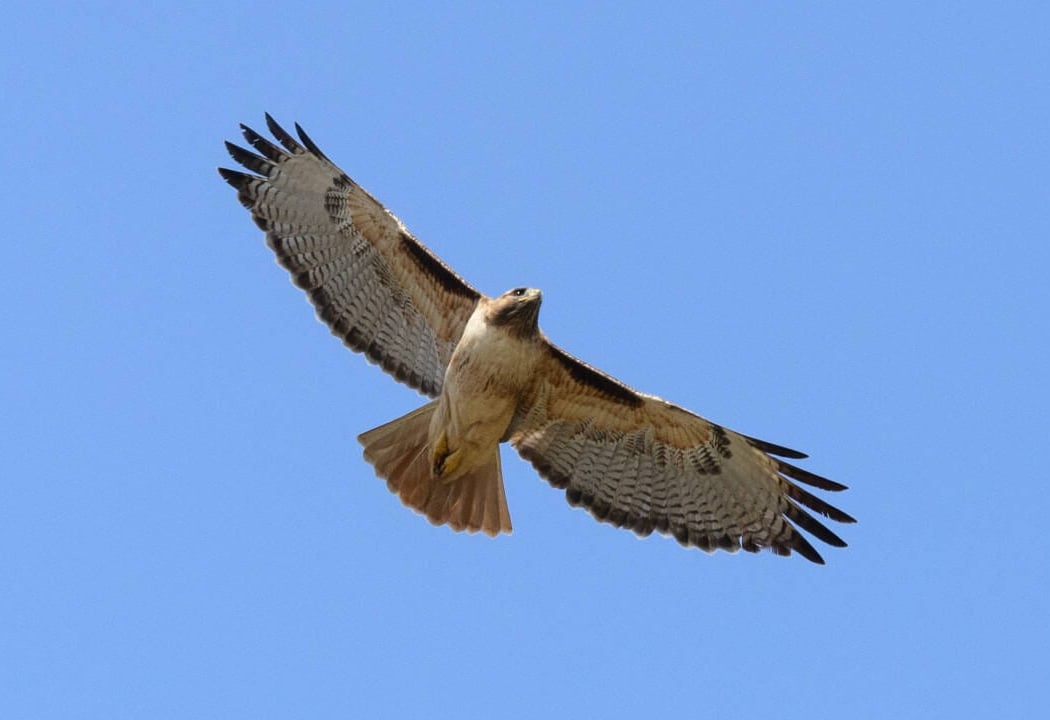 Bird Walk 1