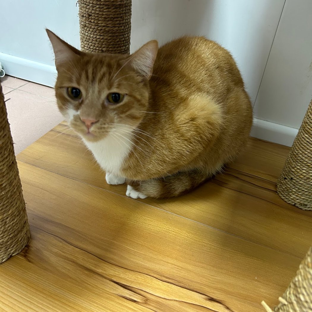 Oh My Cat 3