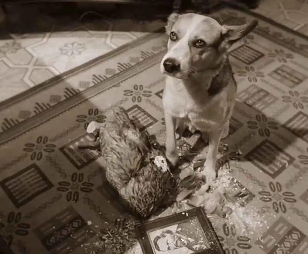 TPCC Recap: Heart of a Dog 1