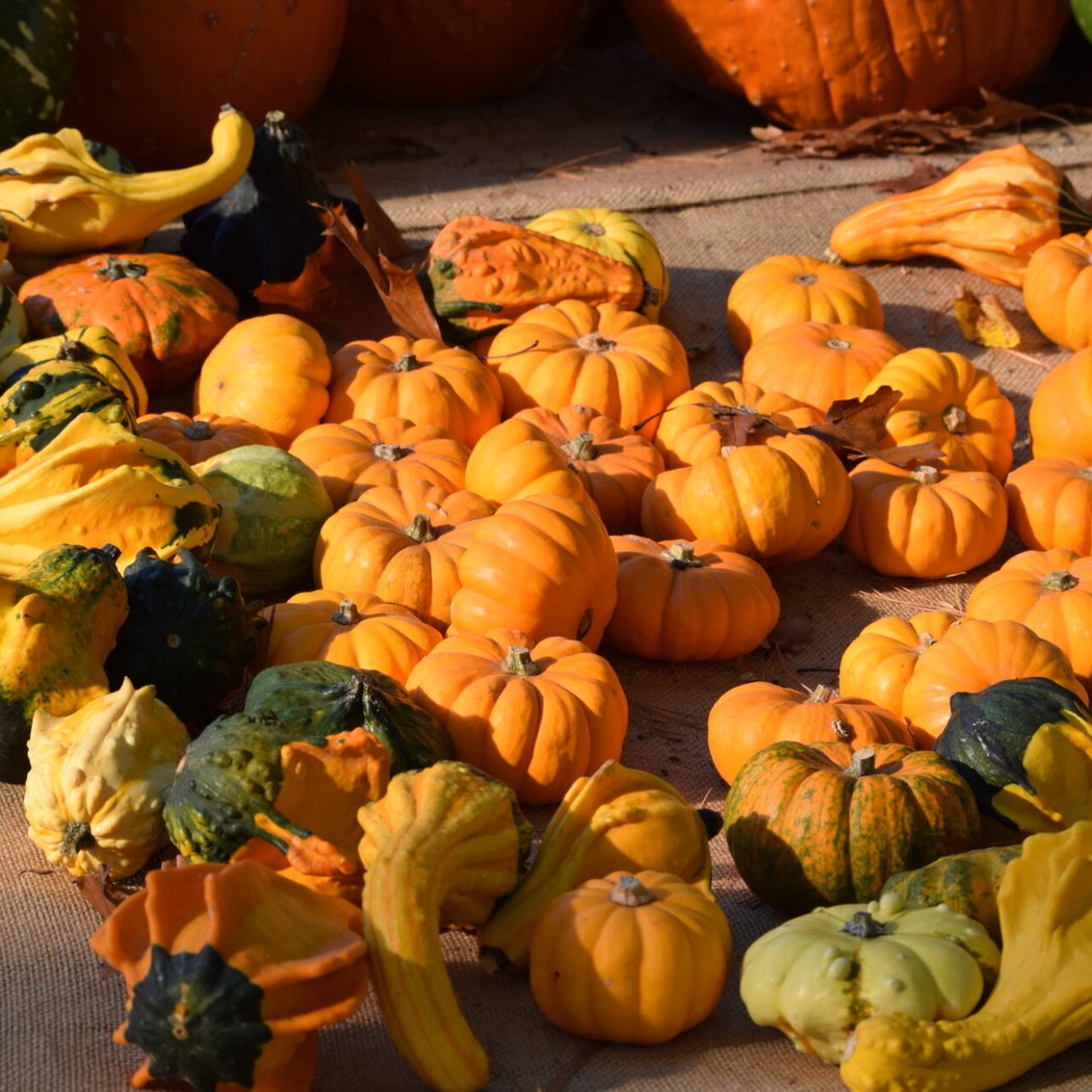 Nature Time Stories: Pumpkins 1