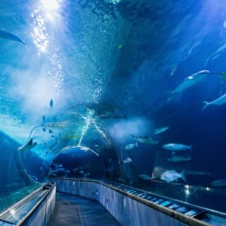 Aquarium of the Bay 1