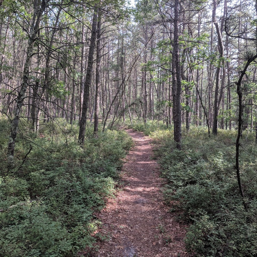 David A. Sarnoff Preserve 2