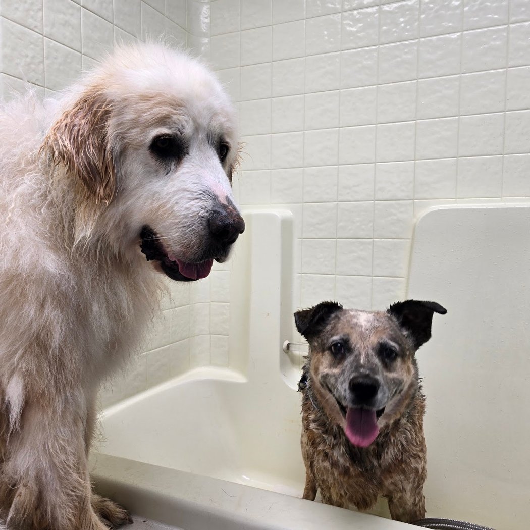 Rub-A-Dub Dog Bath 1