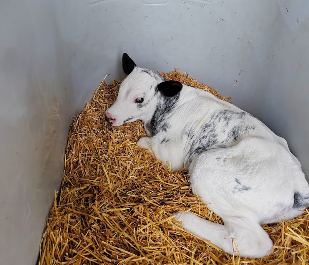 Ferme Goetz 3