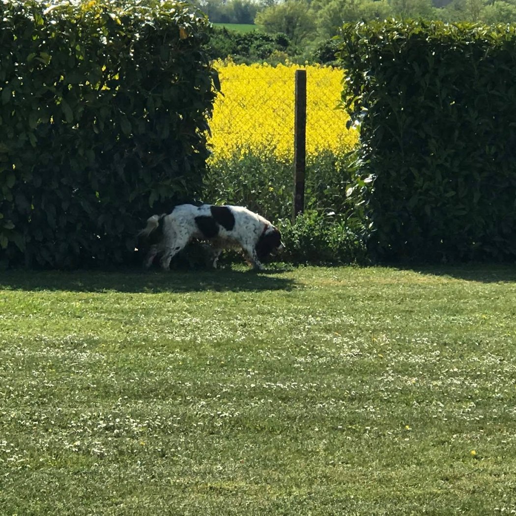 Animal Or 3