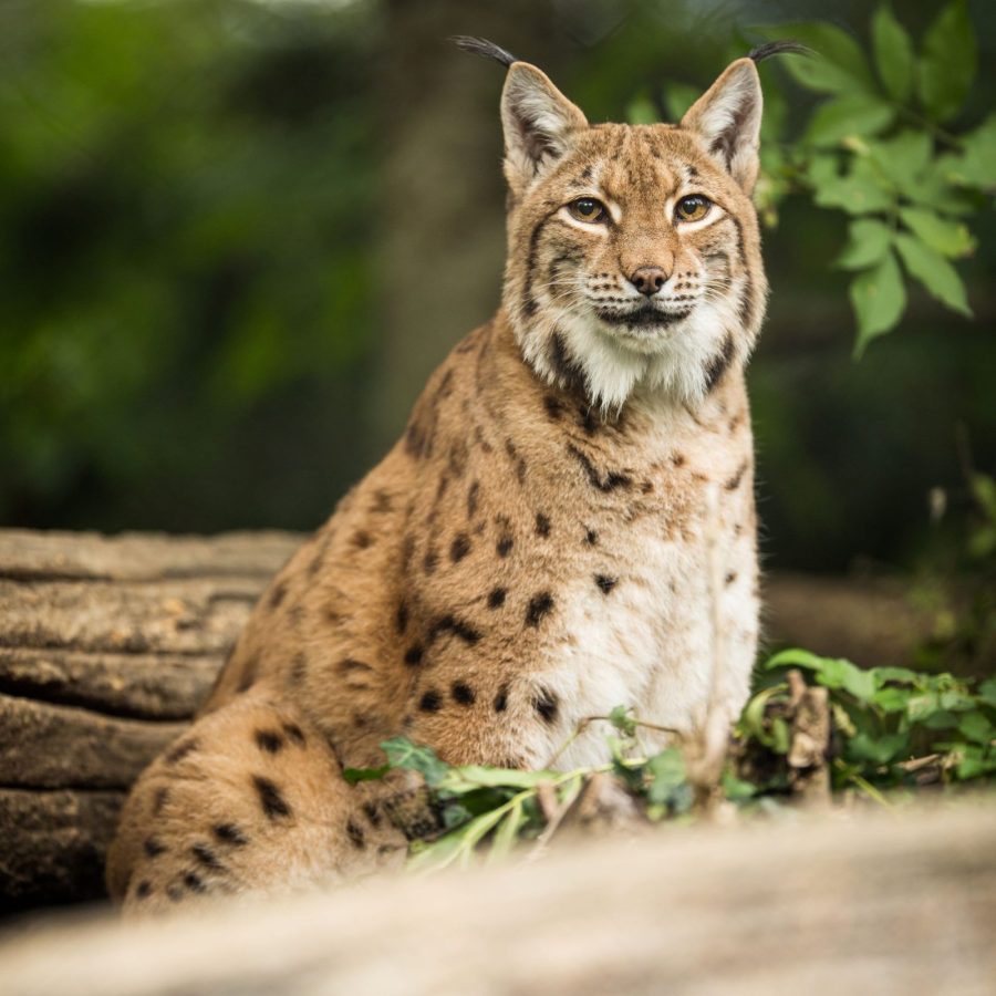 Zoo Labenne 2