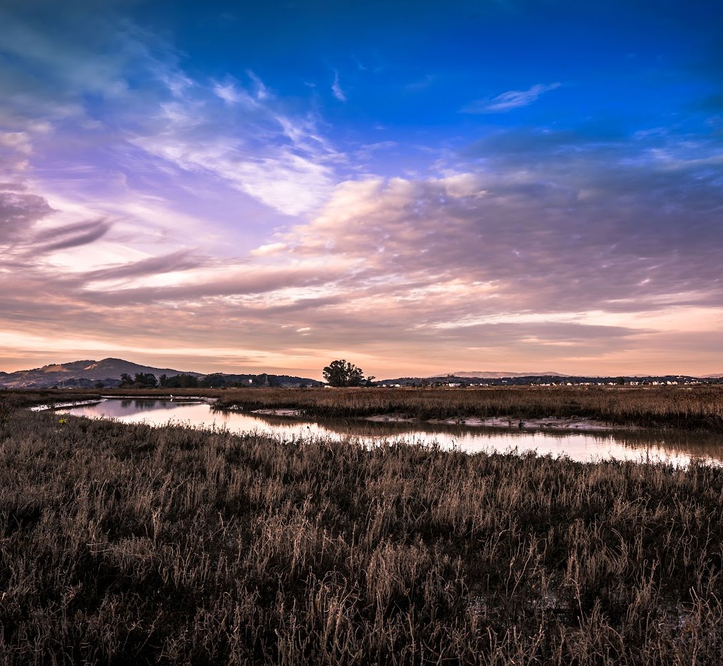 Hamilton Wetlands 1