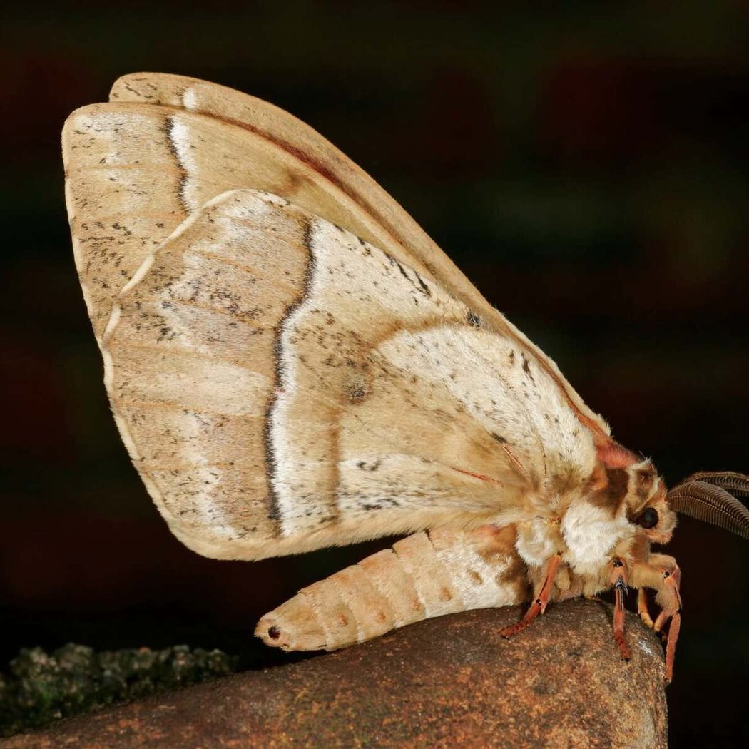 Moth Night at TAG 3