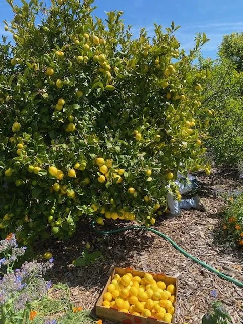 Pacifica Gardens 1