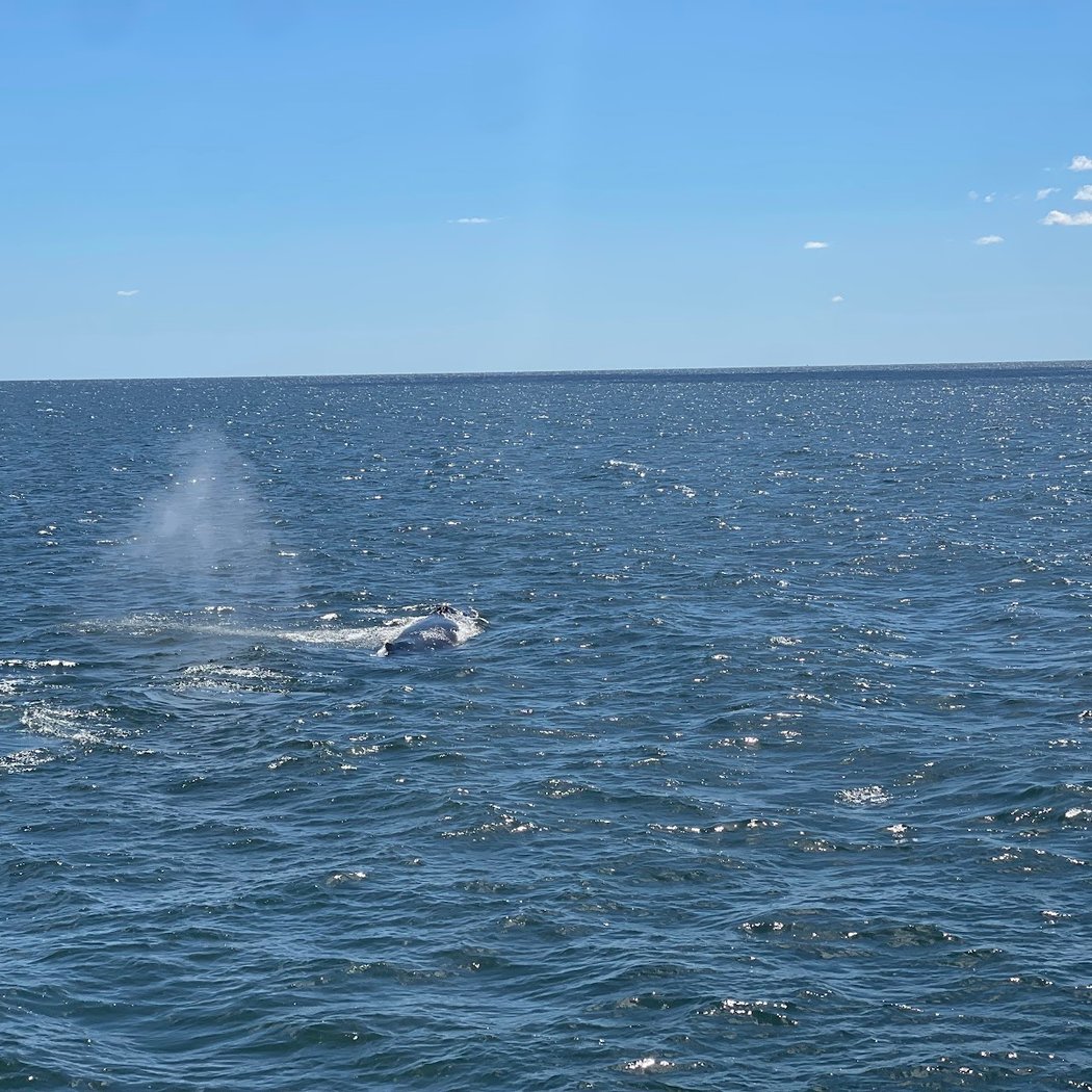 12-hour Pelagic Bird & Marine Wildlife Trip 3