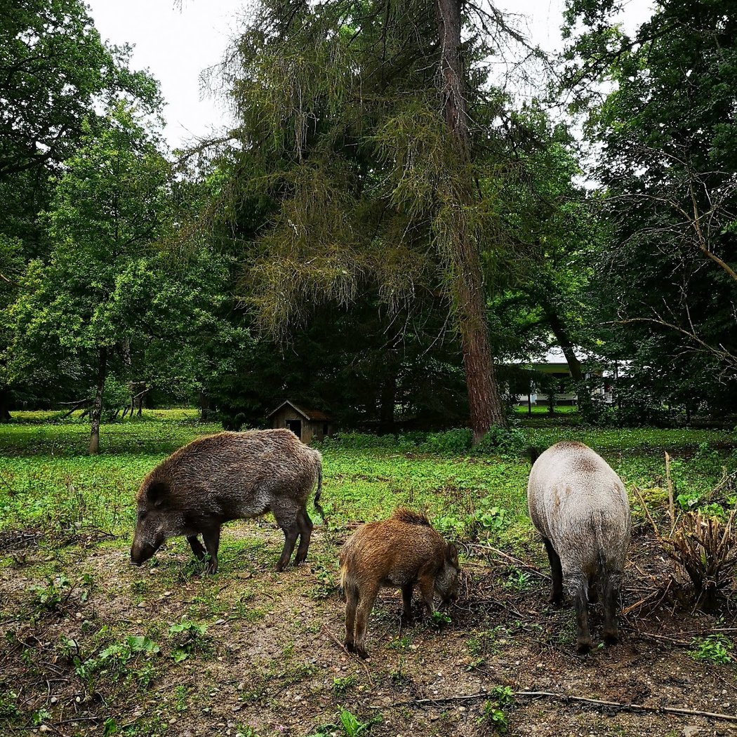 Wenn‘s im Wald dunkel wird in Grünwald 4