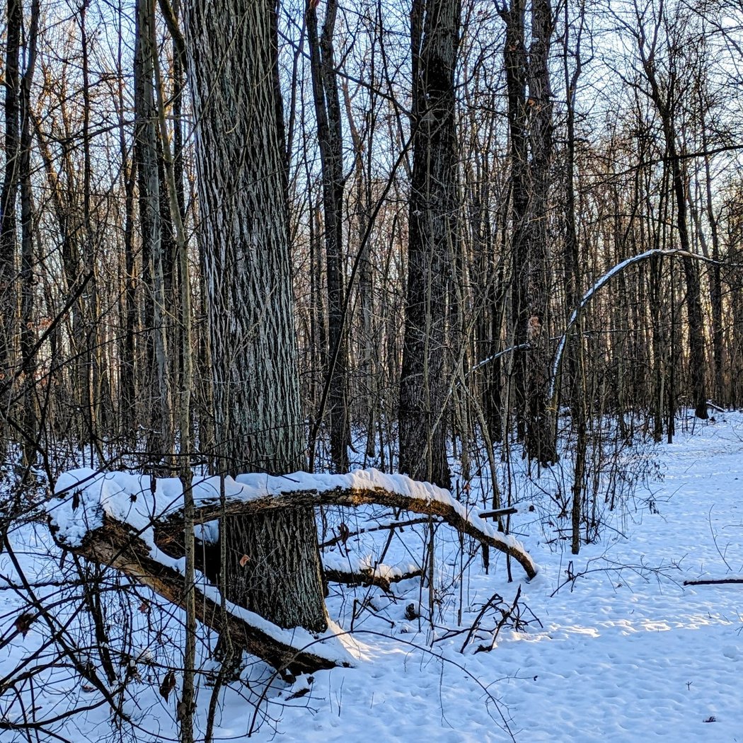Old Hickory Trail at Pittsfield Preserve 3