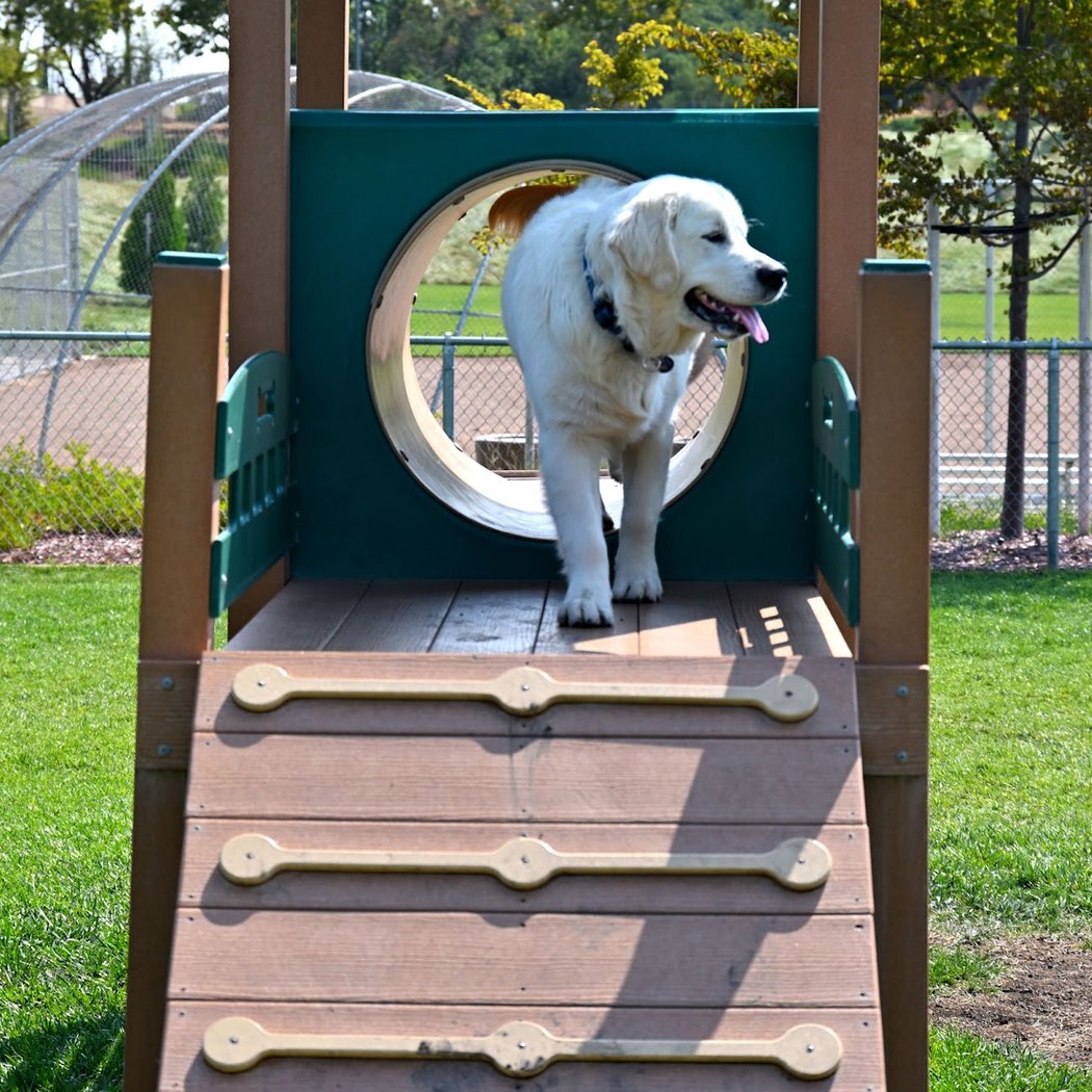 Koda Dog Park 3