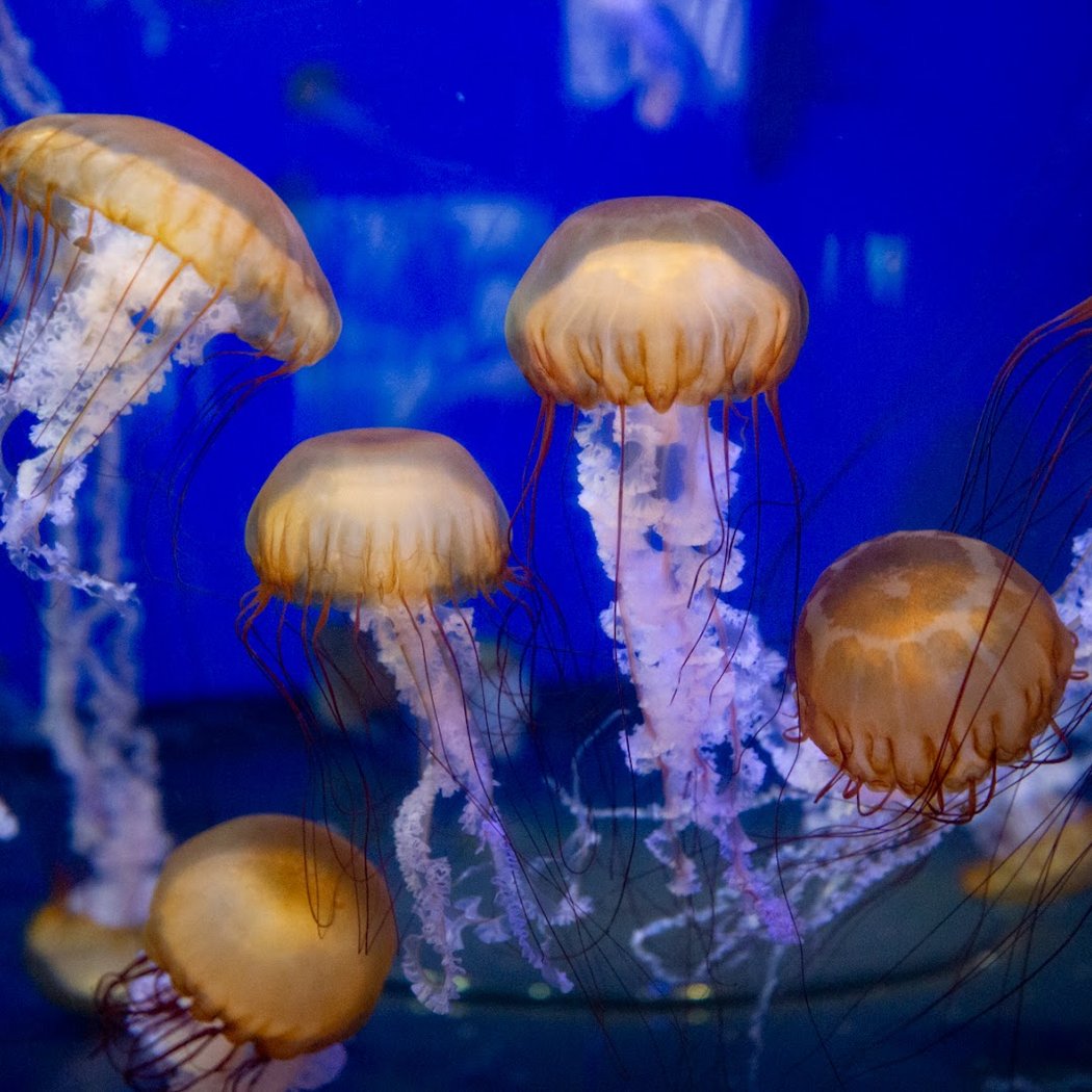 Jelly Dreamscapes 2