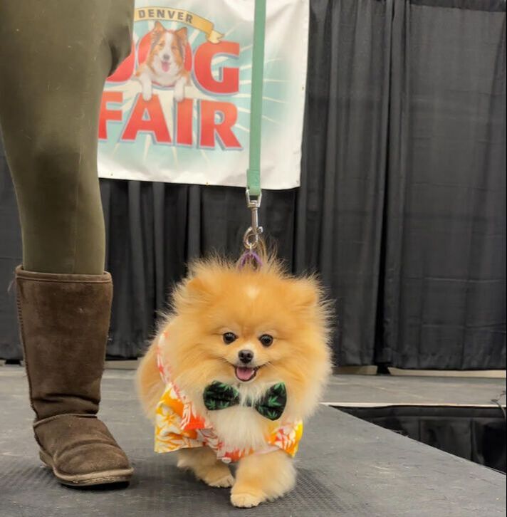 Denver Dog Fair 1