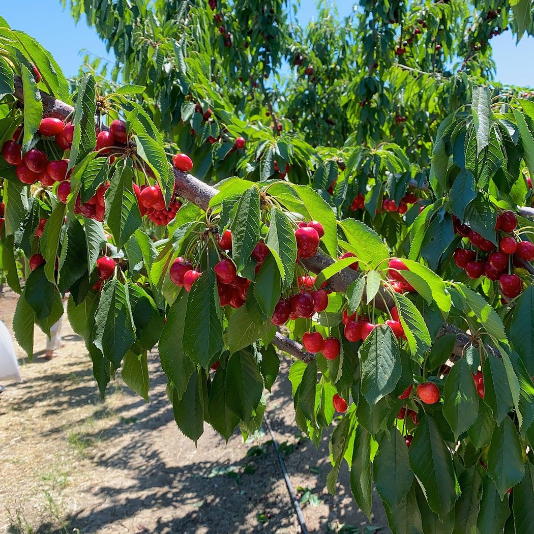 Cherry Time 1