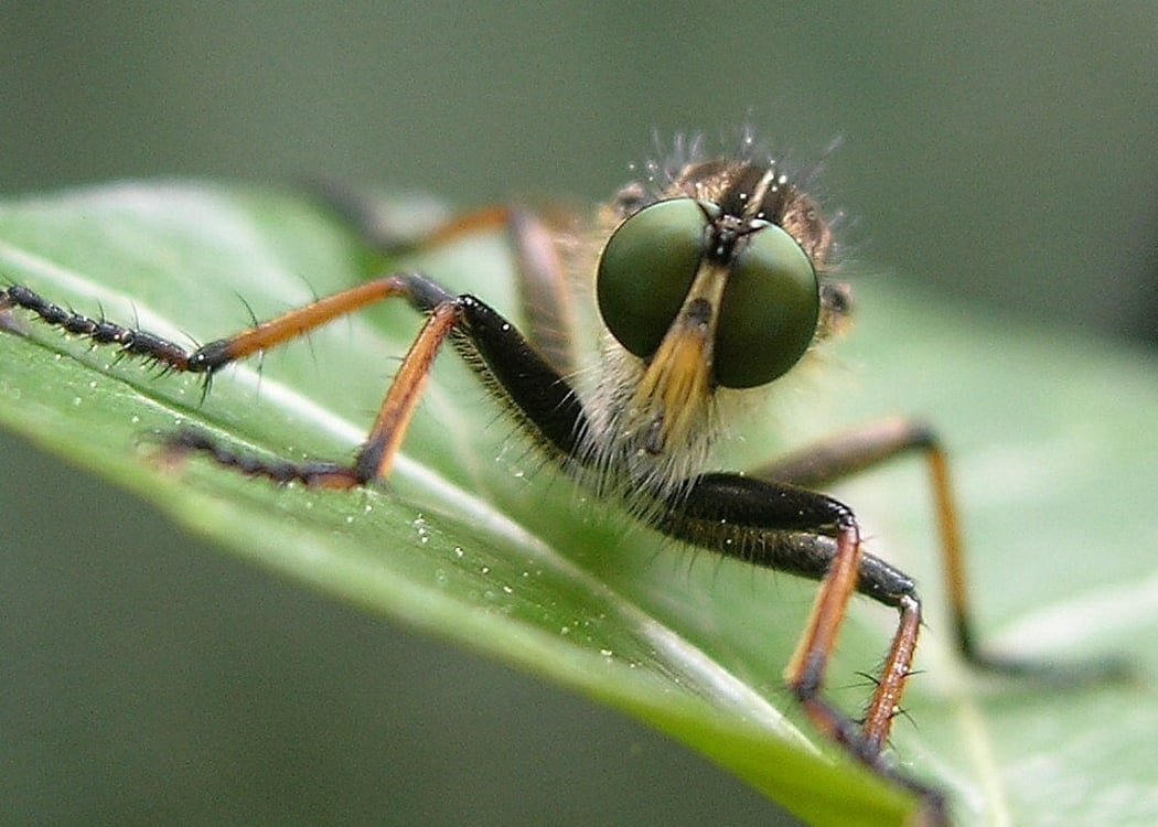Exposition photographique sur les insectes et arachnides 1