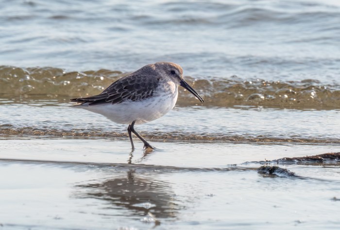 Plumb Beach (Gateway National Recreation Area) 3