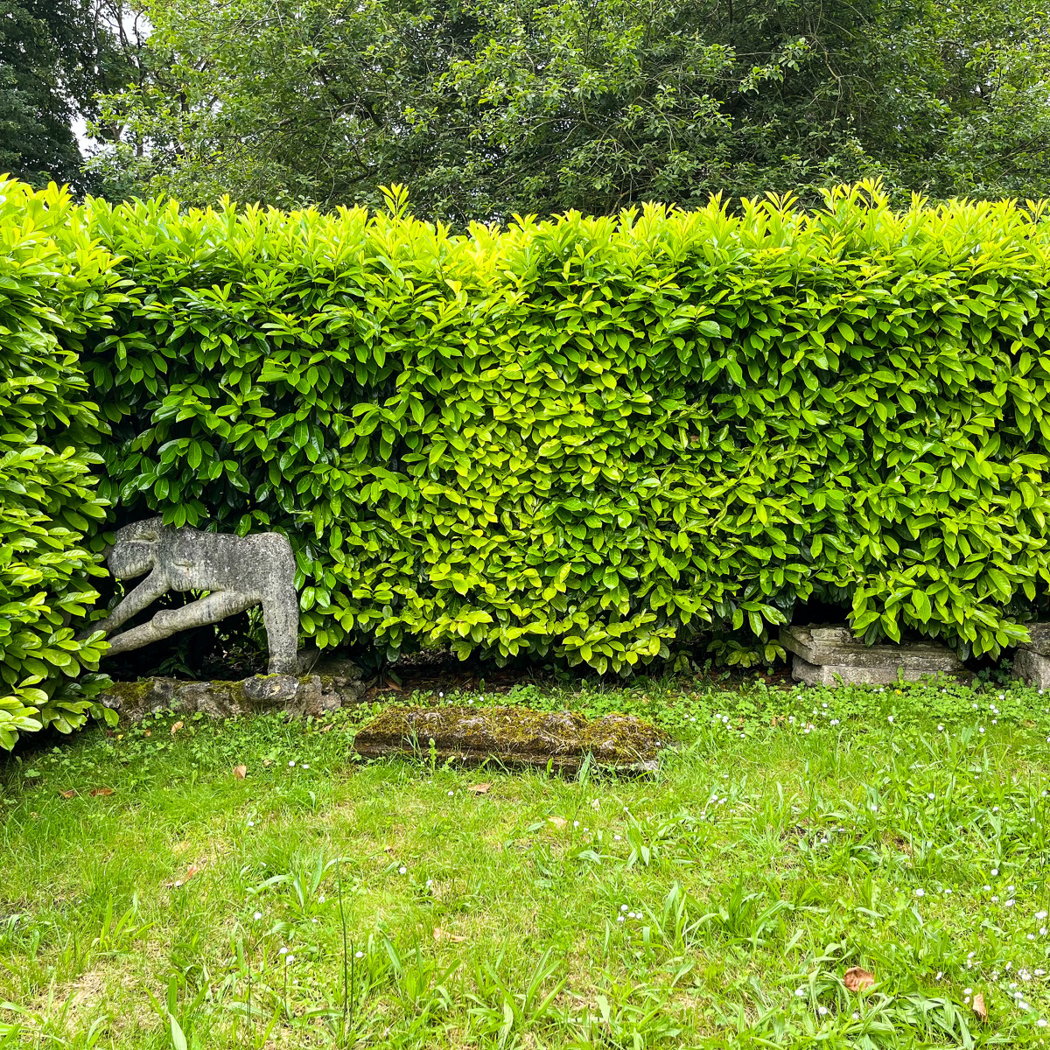 Le jardin du Yoga 2
