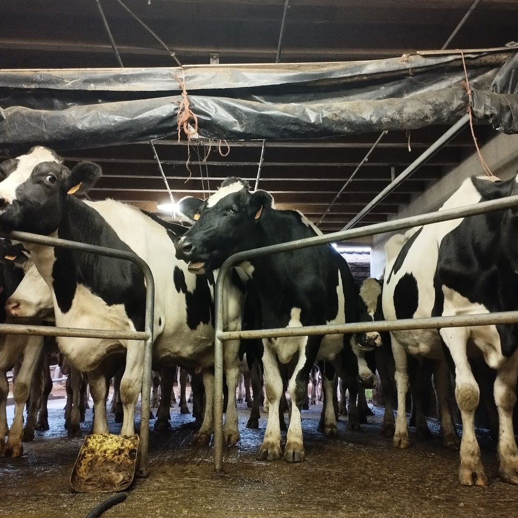 Ferme Peard 2