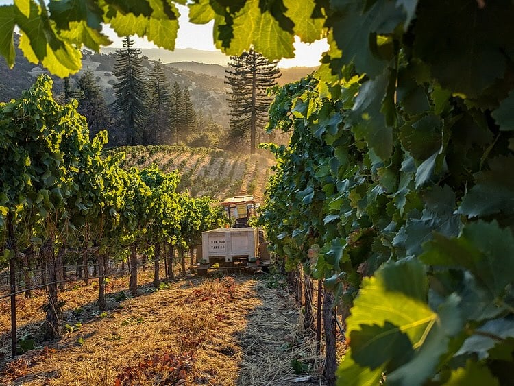Sonoma Wine Country Afternoon 1