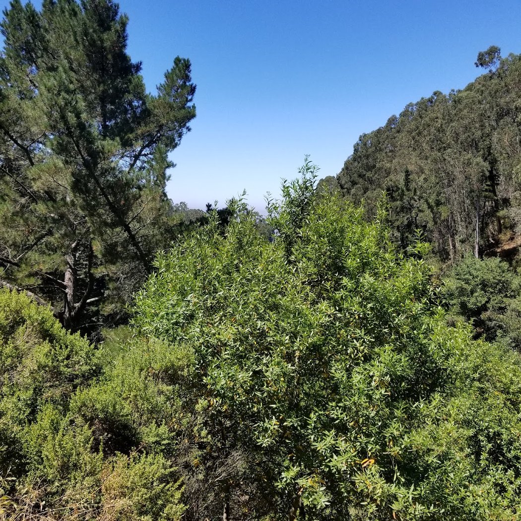 Fern Ravine 2