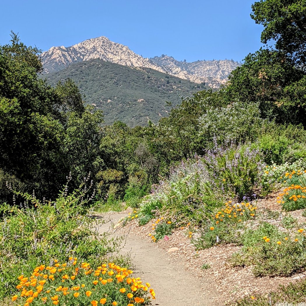 Still Growing: 100 Years of California's Native Plants 1
