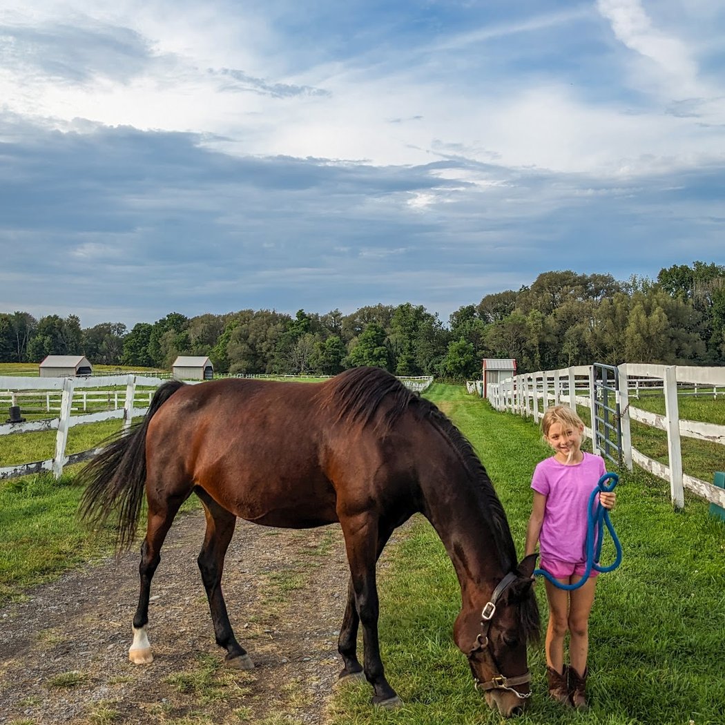 Sunshine Horses Inc. 3