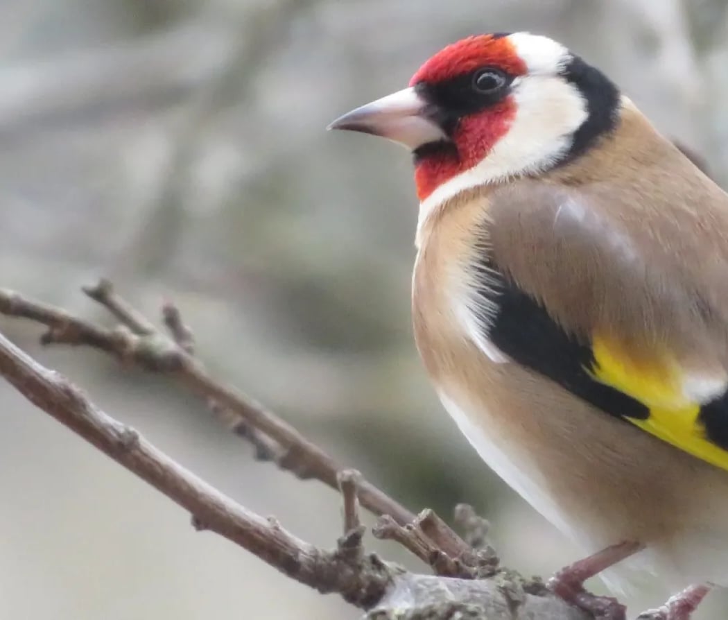 À la découverte des espèces d'oiseaux de nos parcs et jardins 1