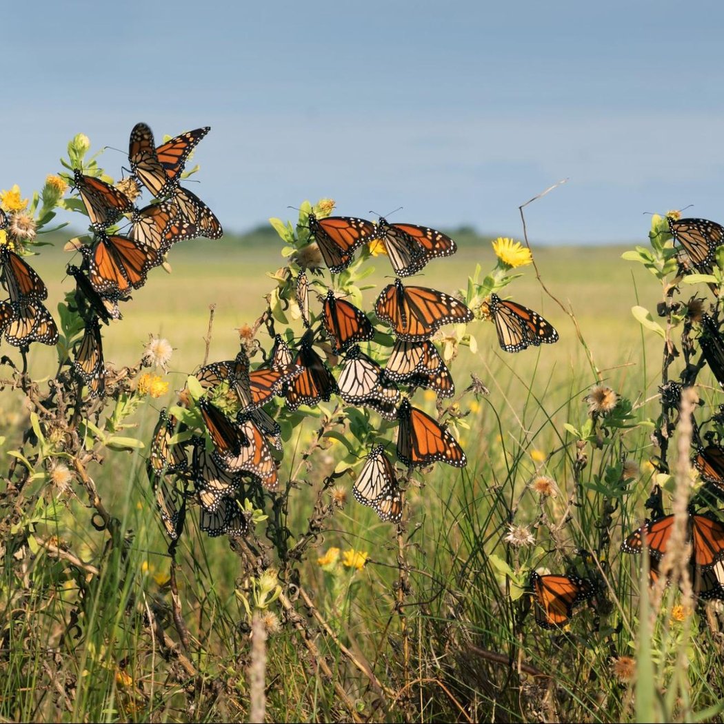 Monarch Nature Trail Volunteer Day 1