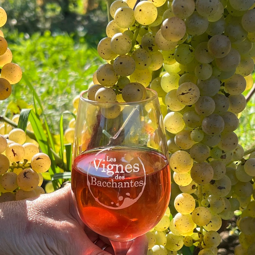 Vignoble Les Bacchantes 1