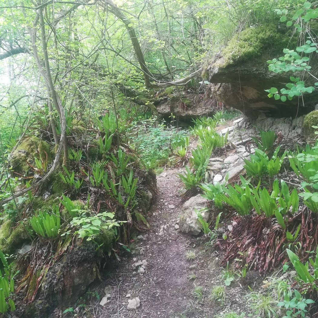 Forêt Domaniale de l'Isle-Adam 1