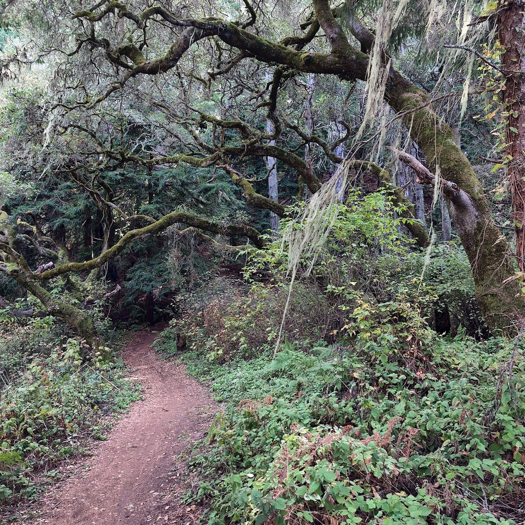 Cotoni-Coast Dairies National Monument Trailhead 1