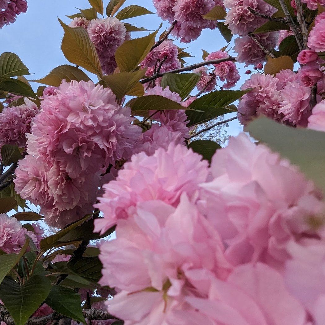 Cupertino Cherry Blossom Festival 1