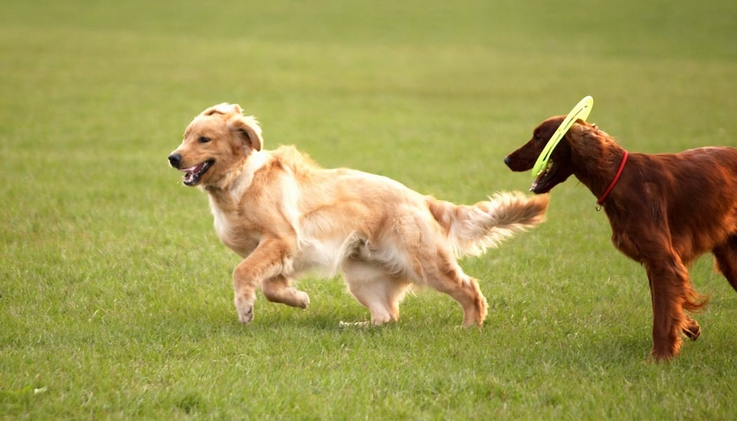 Actuel dogs 1