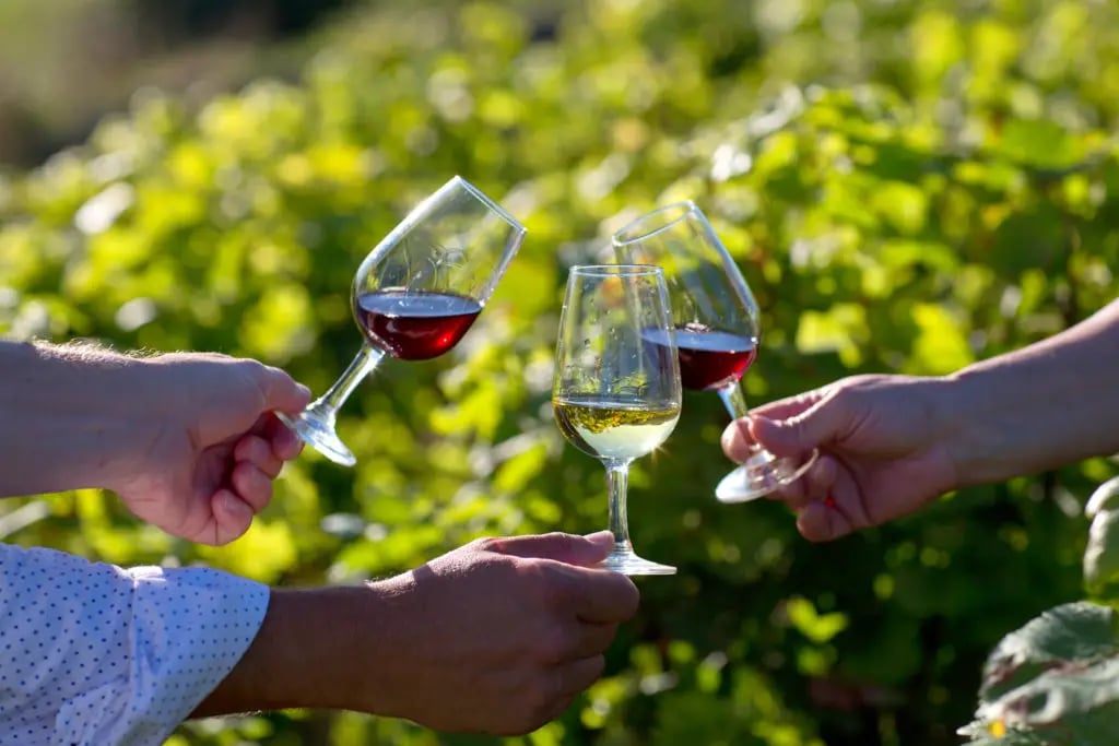 Atelier-dégustation : Initiation ou comment vivre le vin 1