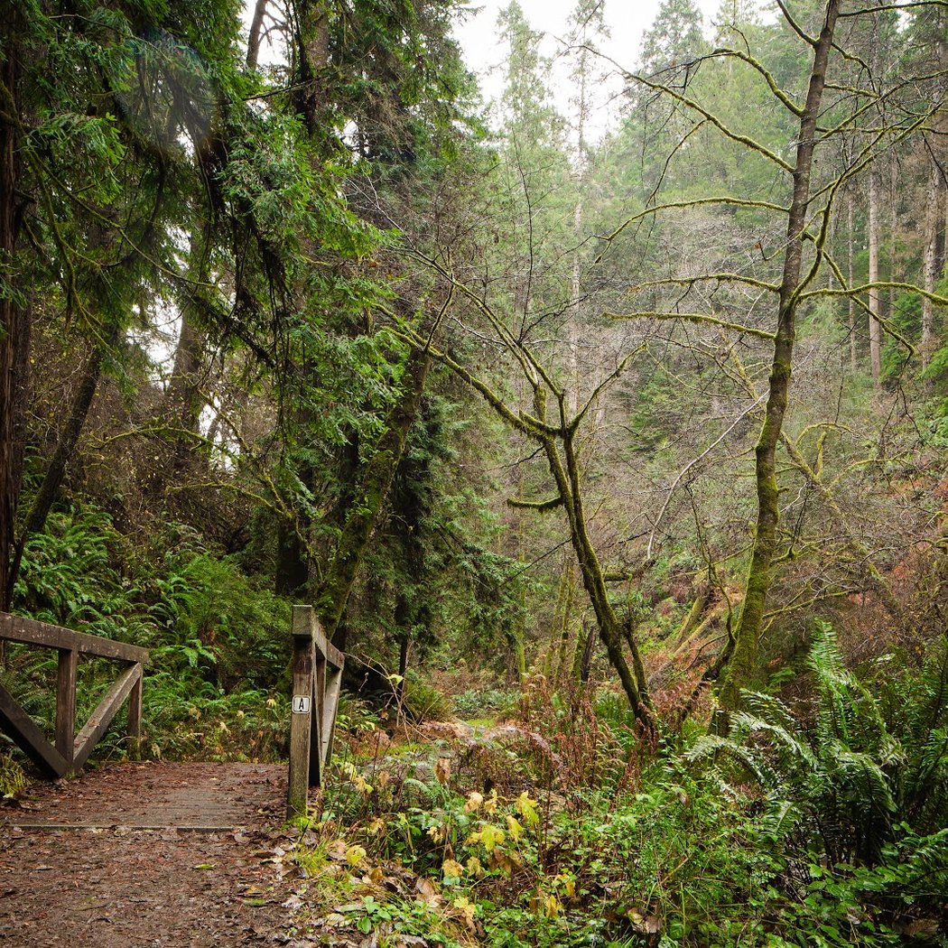 Van Damme State Park 2