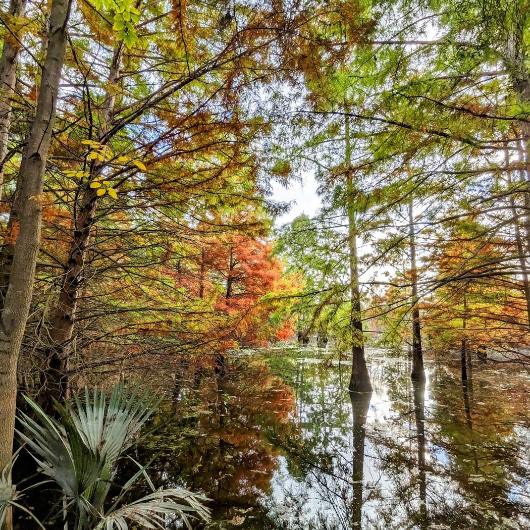 Cypress Grove 3