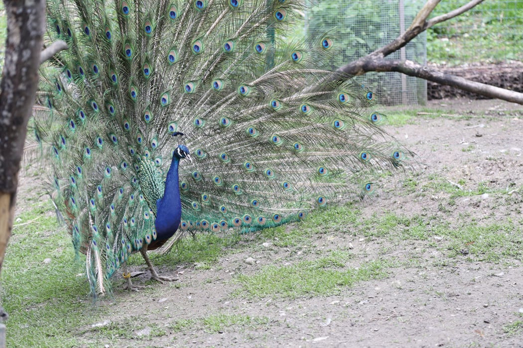 Parc Bernard Schreiner 1