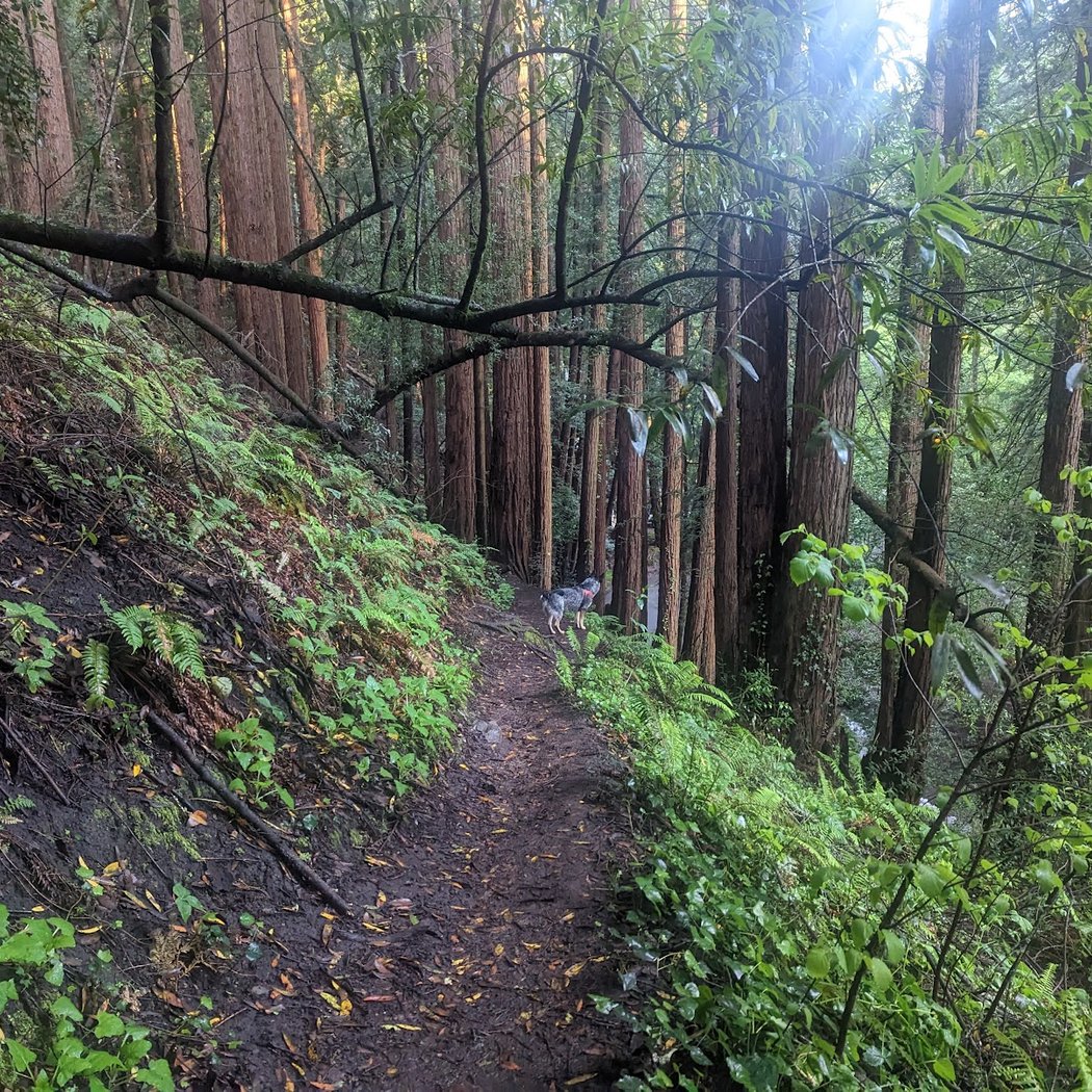 Stolte Grove