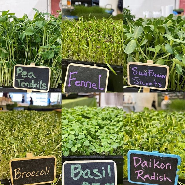 Logan Square Farmers Market 3