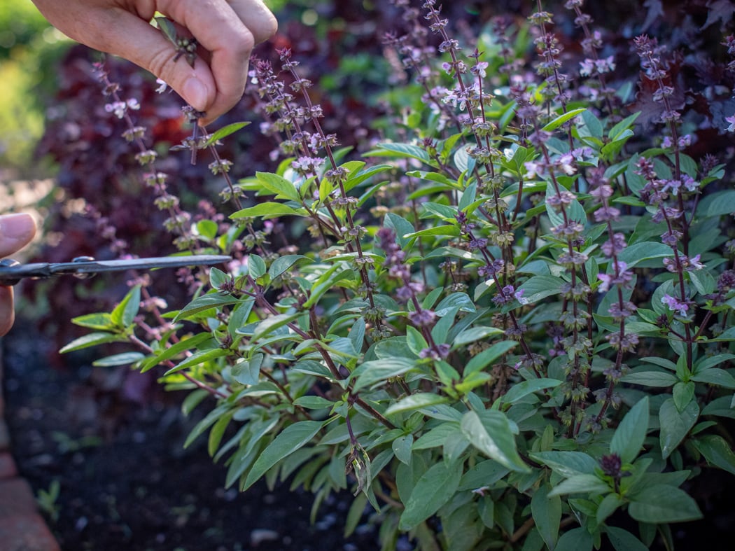 Herb Garden Weekend 3
